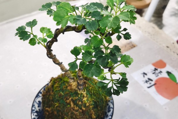 福禄桐的花语，寓意吉祥如意、福禄双全等
