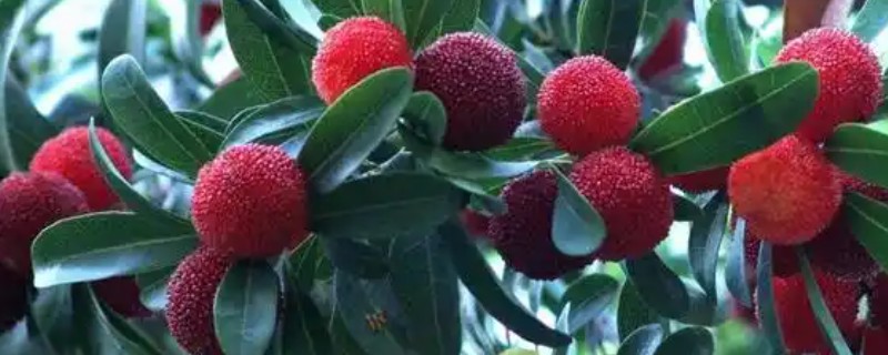 杨梅在几月成熟，是5-6月份的水果