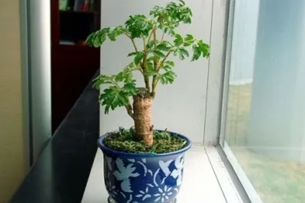 福禄桐的花语，寓意吉祥如意、福禄双全等