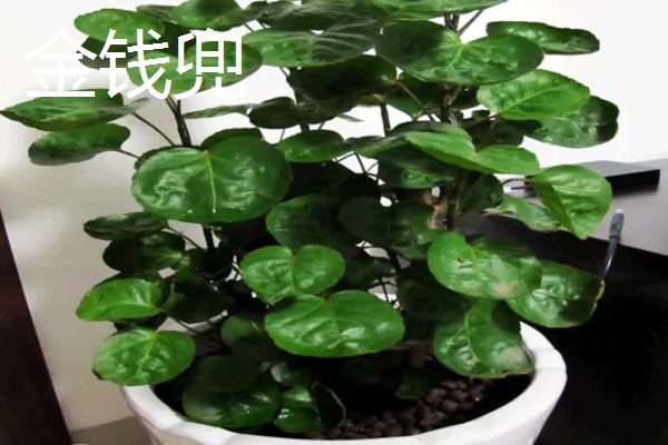 福禄桐的花语，寓意吉祥如意、福禄双全等