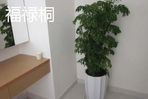 福禄桐的花语，寓意吉祥如意、福禄双全等