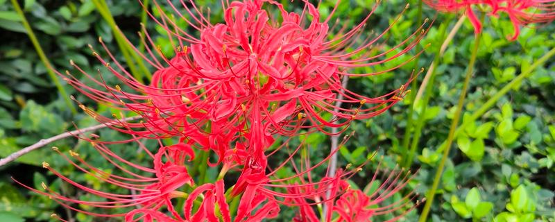 彼岸花的花语，寓意悲伤回忆