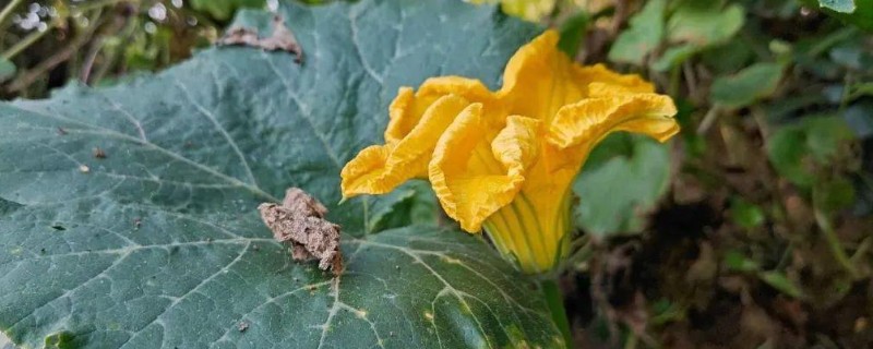 南瓜花是不是完全花，南瓜花不是完全花