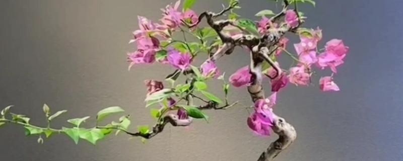 三角梅叶子干枯怎么处理，需增加水分并减少光照