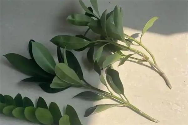 非洲茉莉怎么扦插，扦插前需用生根剂处理