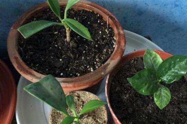 非洲茉莉怎么扦插，扦插前需用生根剂处理