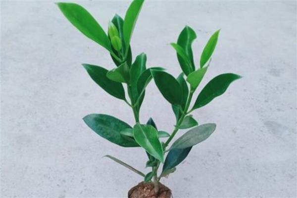 非洲茉莉怎么扦插，扦插前需用生根剂处理