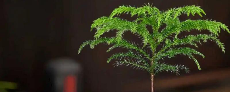 南洋杉有什么作用，可以装饰环境并净化空气