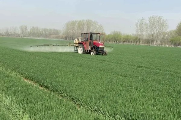 小麦先打除草剂还是先施肥，墒情不好则建议先施肥