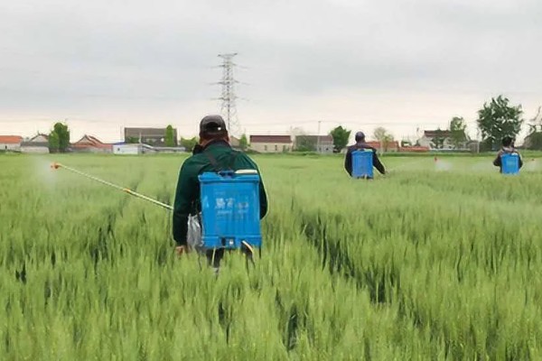 小麦先打除草剂还是先施肥，墒情不好则建议先施肥