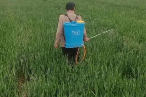 小麦先打除草剂还是先施肥，墒情不好则建议先施肥