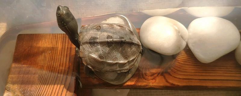 草龟要不要晒太阳，经常晒光能起到促进钙质吸收、增强体质等作用