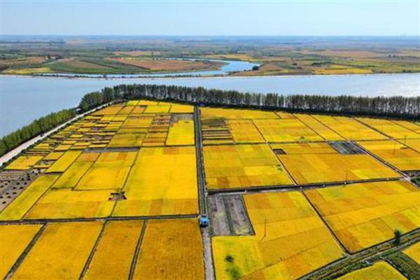 黑龙江农业发展自然优势,当地土壤肥沃且土地资源丰富