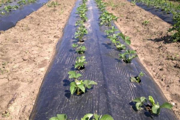 塑料膜的种类，分为防渗膜、土工膜、棚膜等类型