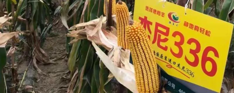 杰尼336玉米种简介，出苗至成熟128天