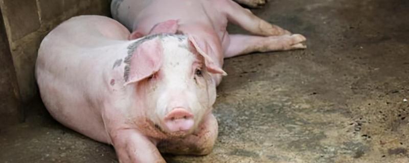 母猪高热病有哪些症状，怀孕母猪会出现呼吸急促、卧地等