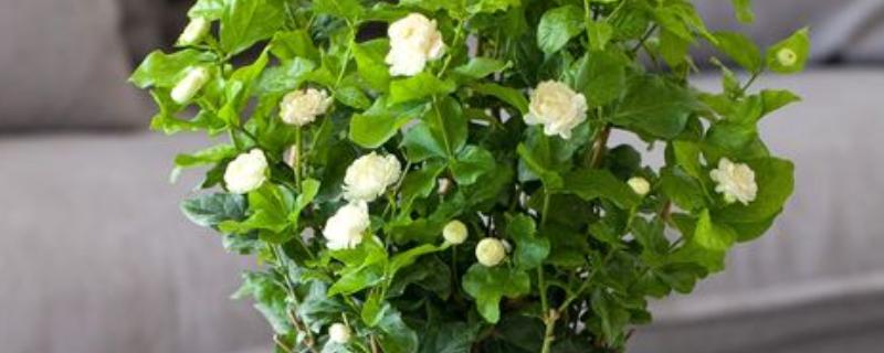 为什么茉莉不开花，可能是养分不足所致
