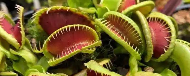 食虫植物用什么方法捕虫，可通过陷阱式的方式来捕虫
