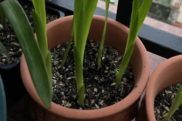 香雪兰的养殖方法,喜欢在湿润的气候下生长