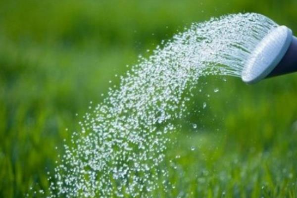 香雪兰的养殖方法,喜欢在湿润的气候下生长