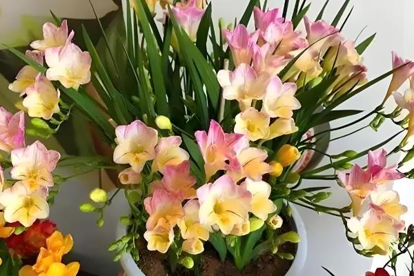 香雪兰的养殖方法,喜欢在湿润的气候下生长