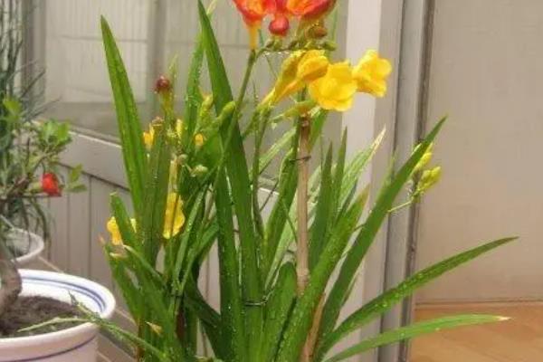 香雪兰的养殖方法,喜欢在湿润的气候下生长