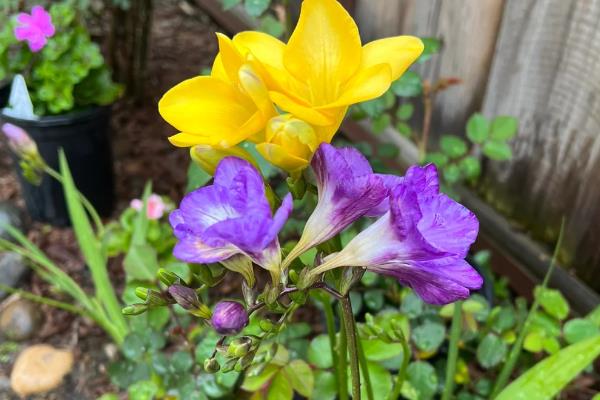 香雪兰的养殖方法,喜欢在湿润的气候下生长