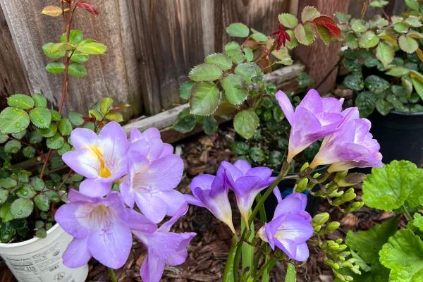 香雪兰的养殖方法,喜欢在湿润的气候下生长
