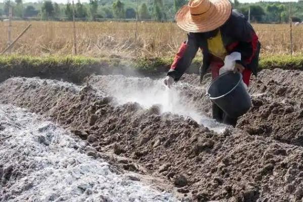 党参紫纹羽病的防治方法,适当调节土壤pH