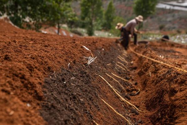 党参紫纹羽病的防治方法,适当调节土壤pH