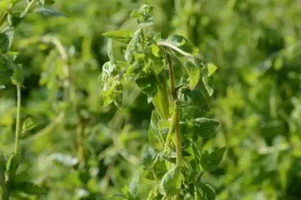 党参紫纹羽病的防治方法,适当调节土壤pH