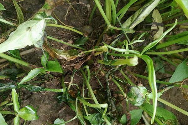 党参紫纹羽病的防治方法,适当调节土壤pH