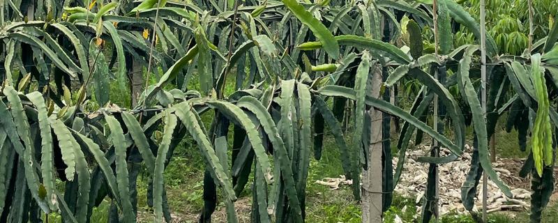 火龙果如何种植，可以对火龙果进行扦插育苗