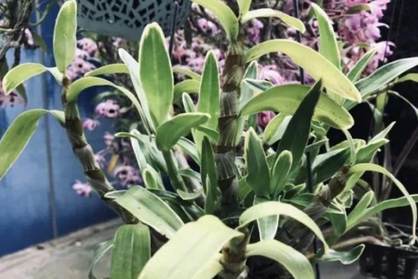 澳洲石斛的养殖方法，生长期需要有充足的光照