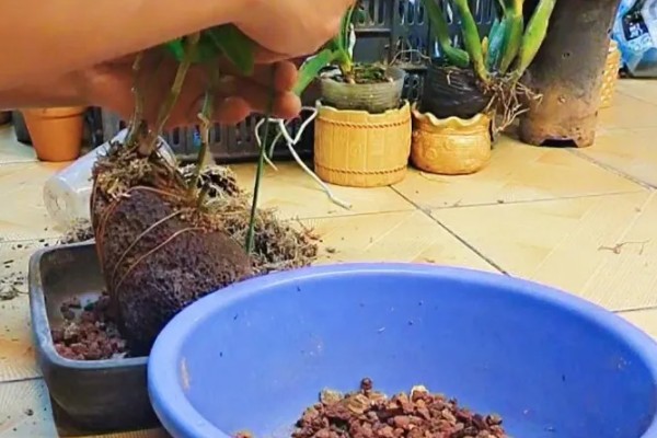 澳洲石斛的养殖方法，生长期需要有充足的光照