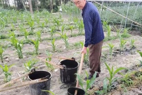 玉米从出苗到拔节所需时间，经过20-30天左右进入拔节期