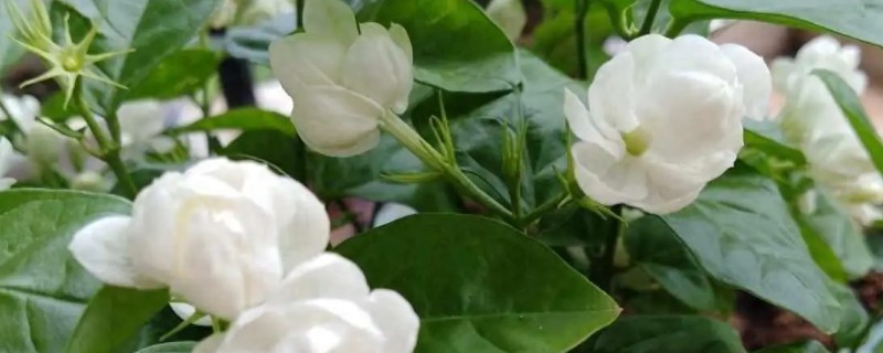 茉莉花的常见病虫害，有茉莉茎腐病、白绢病等