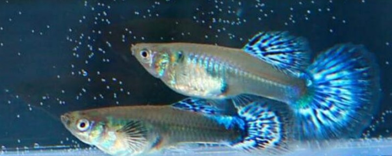 孔雀鱼的品种，有马赛克孔雀鱼、草尾孔雀鱼等