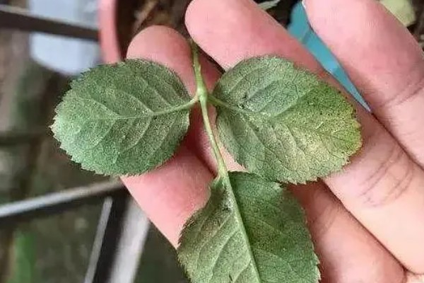月季出现红蜘蛛有什么症状，植株表面能看到大量的虫体