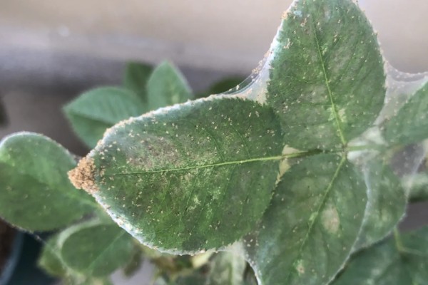 月季出现红蜘蛛有什么症状，植株表面能看到大量的虫体