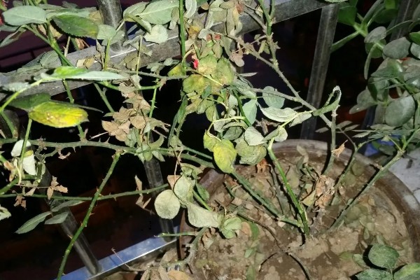 月季出现红蜘蛛有什么症状，植株表面能看到大量的虫体