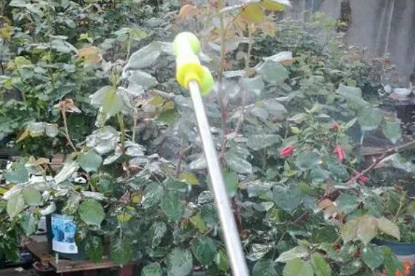 月季出现红蜘蛛有什么症状，植株表面能看到大量的虫体