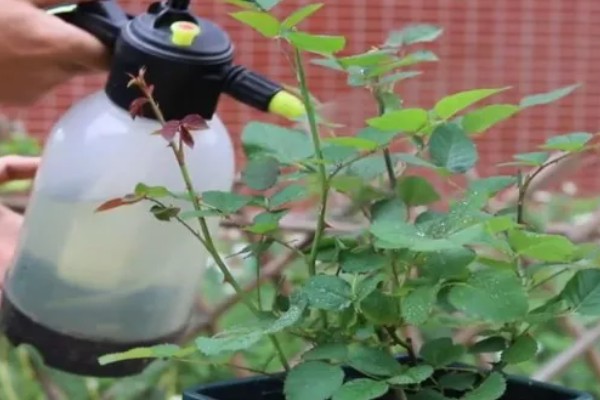 月季出现红蜘蛛有什么症状，植株表面能看到大量的虫体