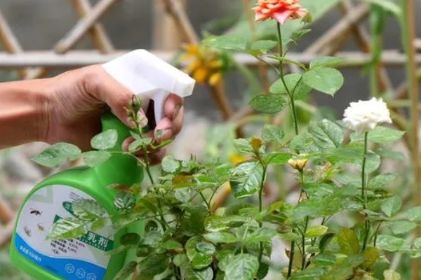 月季出现红蜘蛛有什么症状，植株表面能看到大量的虫体