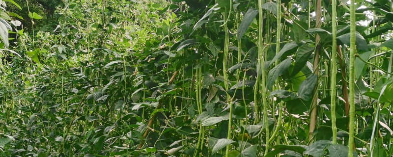 如何种植豇豆，每穴播种2-3粒