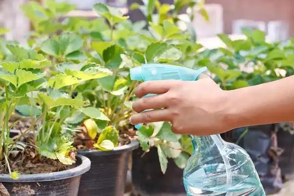 薄荷的养殖方法，每隔半个月为其浇一次水