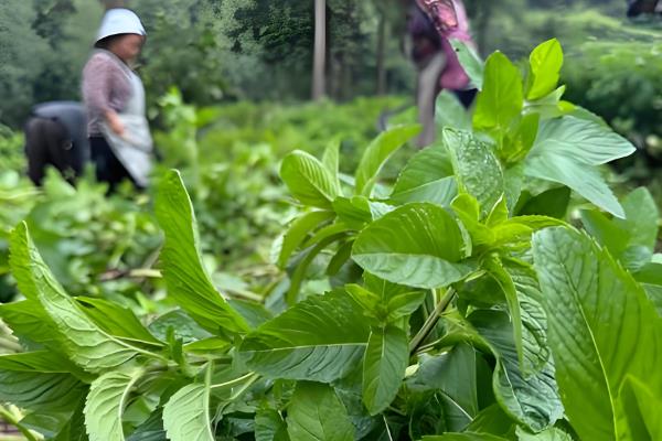 薄荷的养殖方法，每隔半个月为其浇一次水