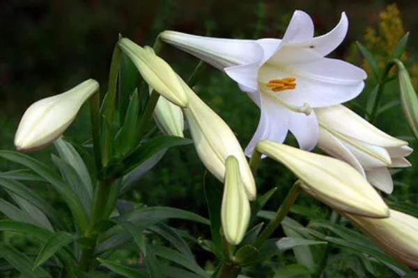 麝香百合有没有毒，属于无毒植物可放心养殖