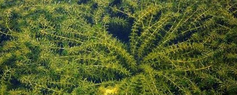 黑藻的简介，是一种多年生沉水草本植物