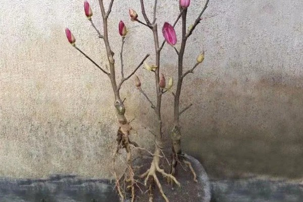 玉兰花的种植方法，春季3-4月份种植为佳